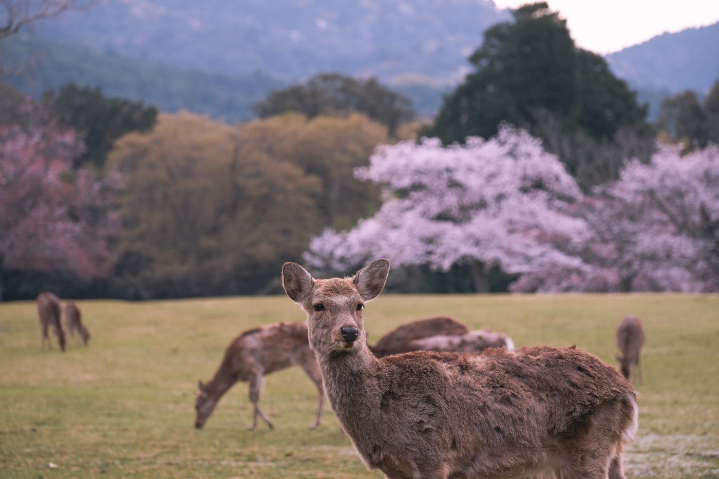 Deer walking through the wooded grounds of Nara Park