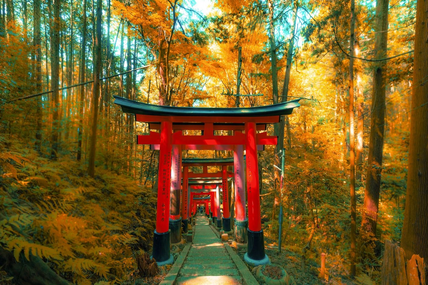 Vermilion torii gates winding through forest at Fushimi Inari