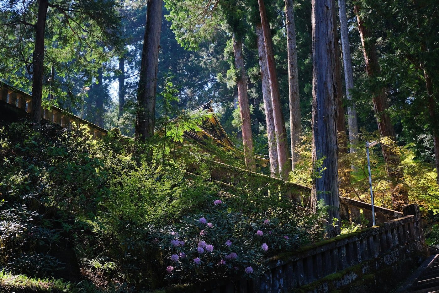 A cedar-lined forest path in the mountains of Nikkō