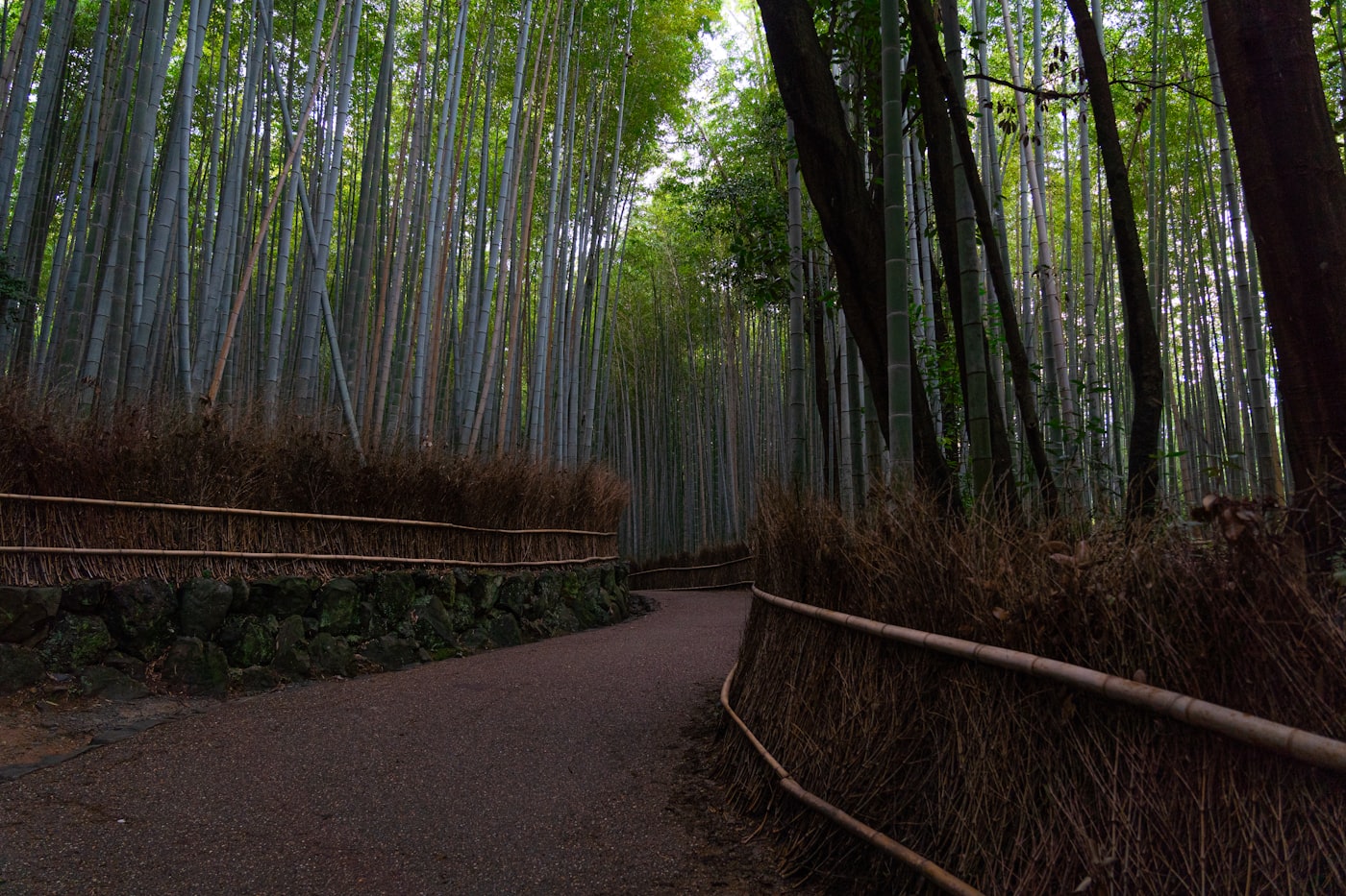 The towering Arashiyama Bamboo Grove in Kyoto