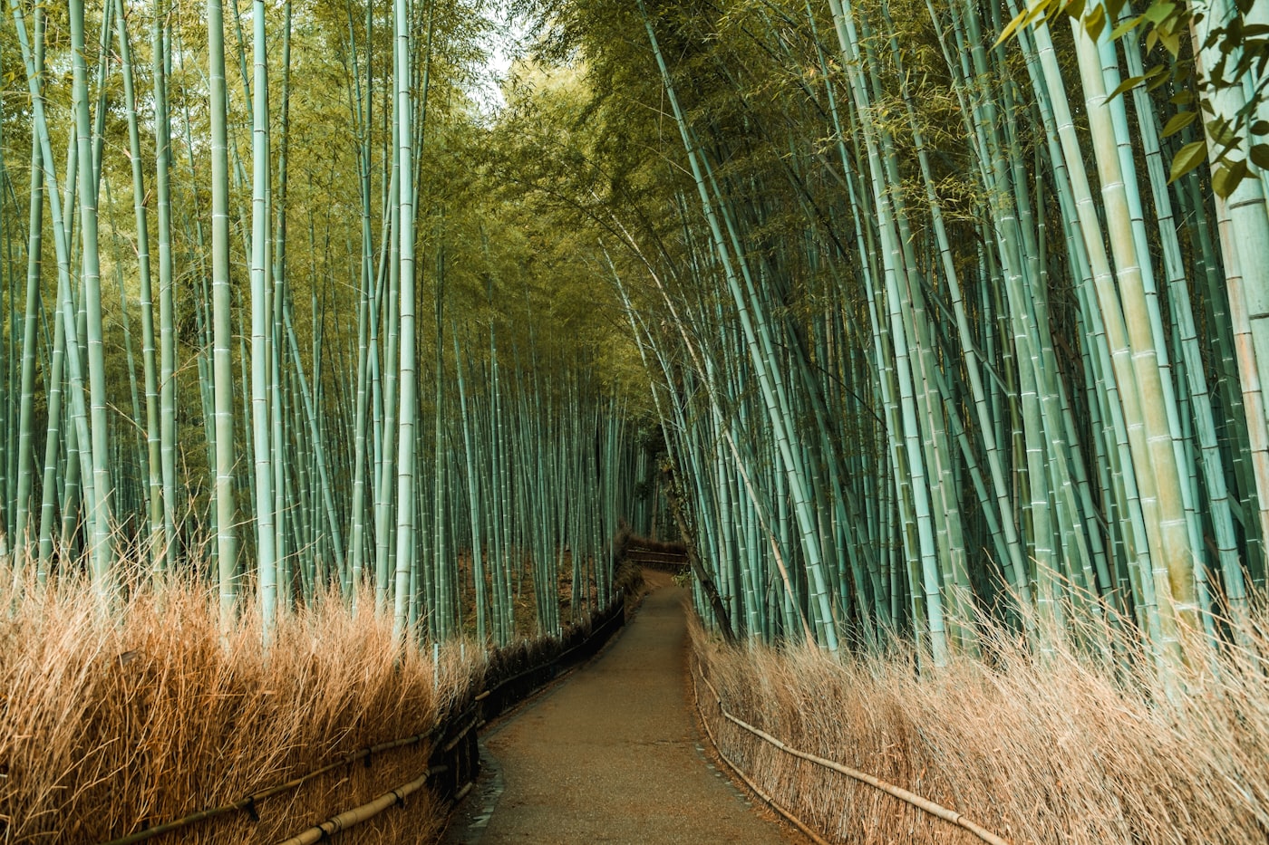 A tree-lined canal path in northern Higashiyama, Kyoto