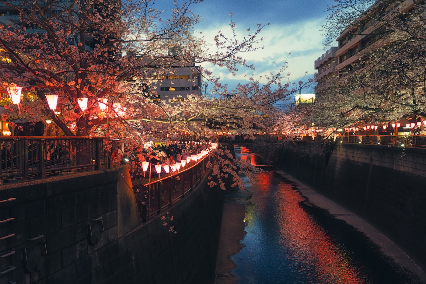 The Meguro River canal lit by lanterns in the evening in Nakameguro
